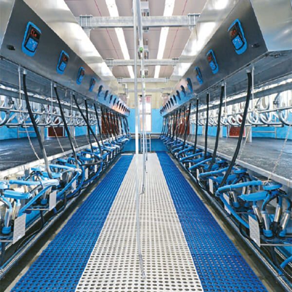 Milkline - Parallel milking parlor | Angela Alfa